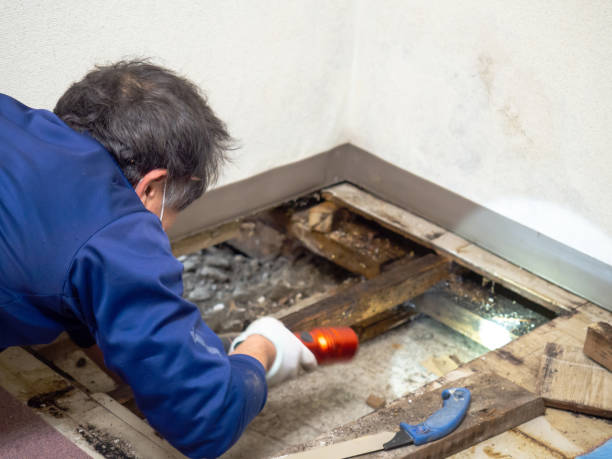 Best Health and Safety Mold Remediation in Woodlawn Beach, FL