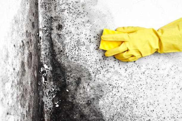 Best Industrial Mold Remediation in Woodlawn Beach, FL