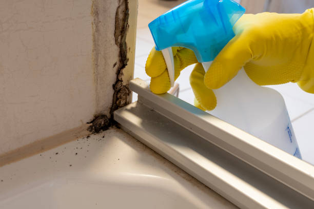 Best Basement Mold Remediation in Woodlawn Beach, FL