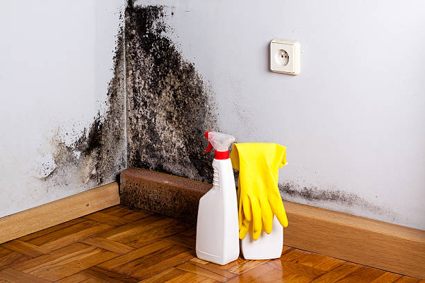 Woodlawn Beach, FL Mold Remediation Company